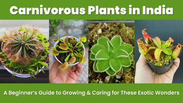 Carnivorous Plants in India: A Beginner’s Guide to Growing & Caring for These Exotic Wonders - Perfect Plants