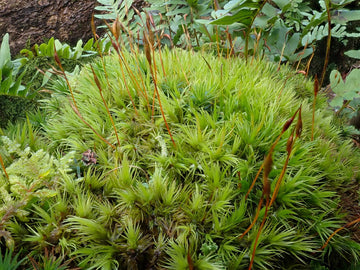 Dicranum Scoparium - Live Moss - Perfect Plants