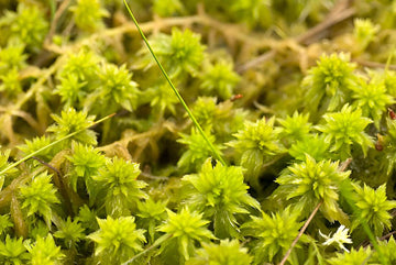 Live Sphagnum Moss - Perfect Plants