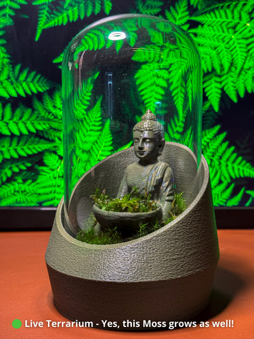 Buddha's Dome