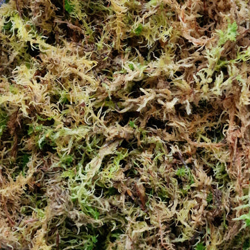 Sphagnum Moss- Semi Wet - Perfect Plants