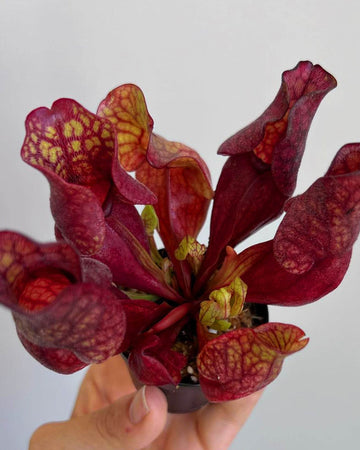 Pitcher Plant- Sarracenia Purpurea - Perfect Plants