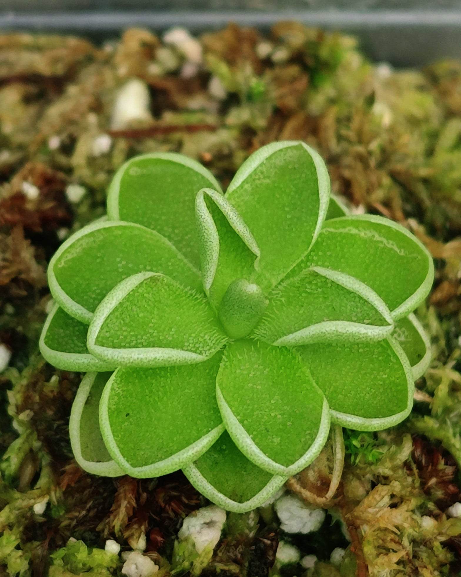 are butterworts succulents Butterworts - Pinguicula Esseriana