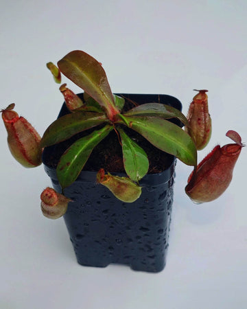 Nepenthes (Mirabilis x Viking) x Ampullaria Black Miracle - Perfect Plants