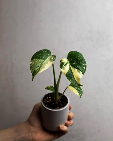 Monstera Thai Constellation - Perfect Plants