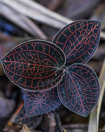 Jewel Orchid - Anoectochilus Roxburghii Red Vein - Perfect Plants