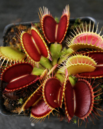 Venus Fly Trap- DCXL - Perfect Plants