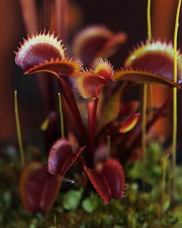 Venus Fly Trap- Red Piranha (Rare) - Perfect Plants