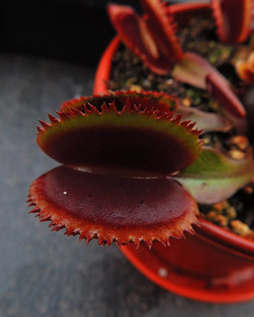 Venus Fly Trap- Red Saw Tooth (Rare) - Perfect Plants