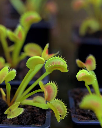 Venus Fly Trap- Shark Teeth - Perfect Plants
