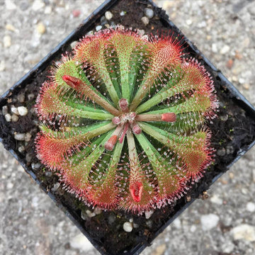 Sundew- Drosera Tokaiensis - Perfect Plants
