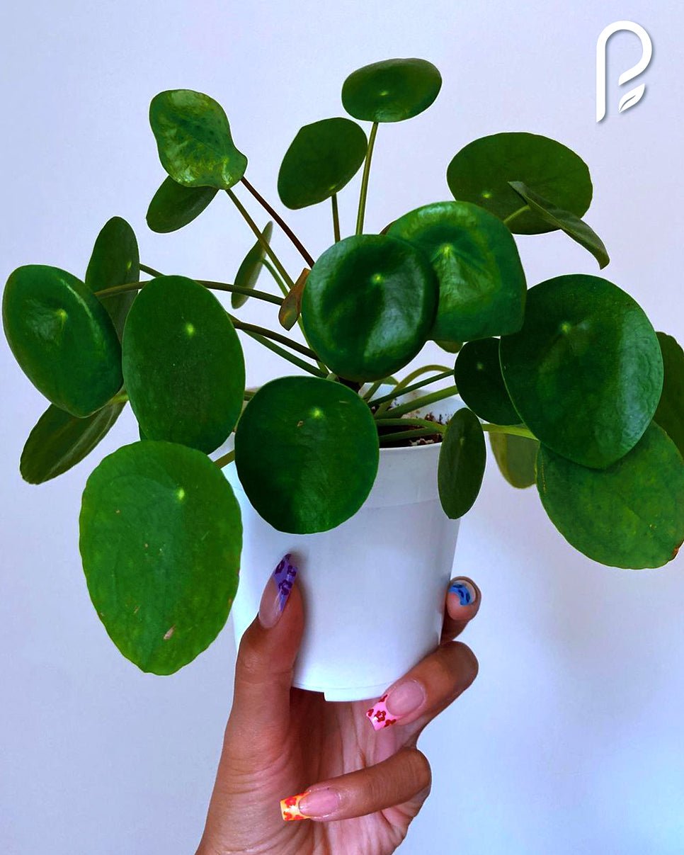 Chinese Money Plant - Perfect Plants