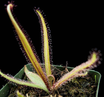 Sundew- Drosera Adelae - Perfect Plants