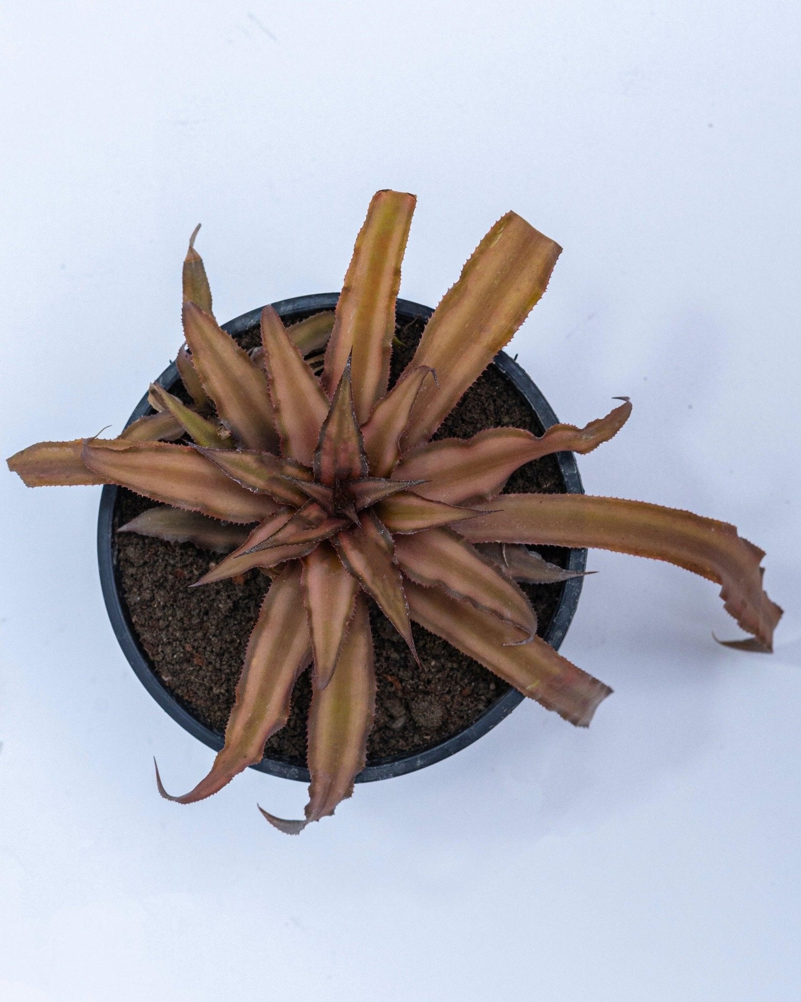 Earth Star - Cryptanthus Bromiliad - Perfect Plants