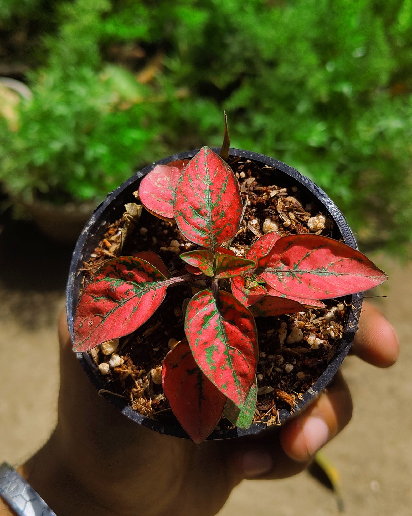 Hypoestes - Polka Dot Plant - Perfect Plants