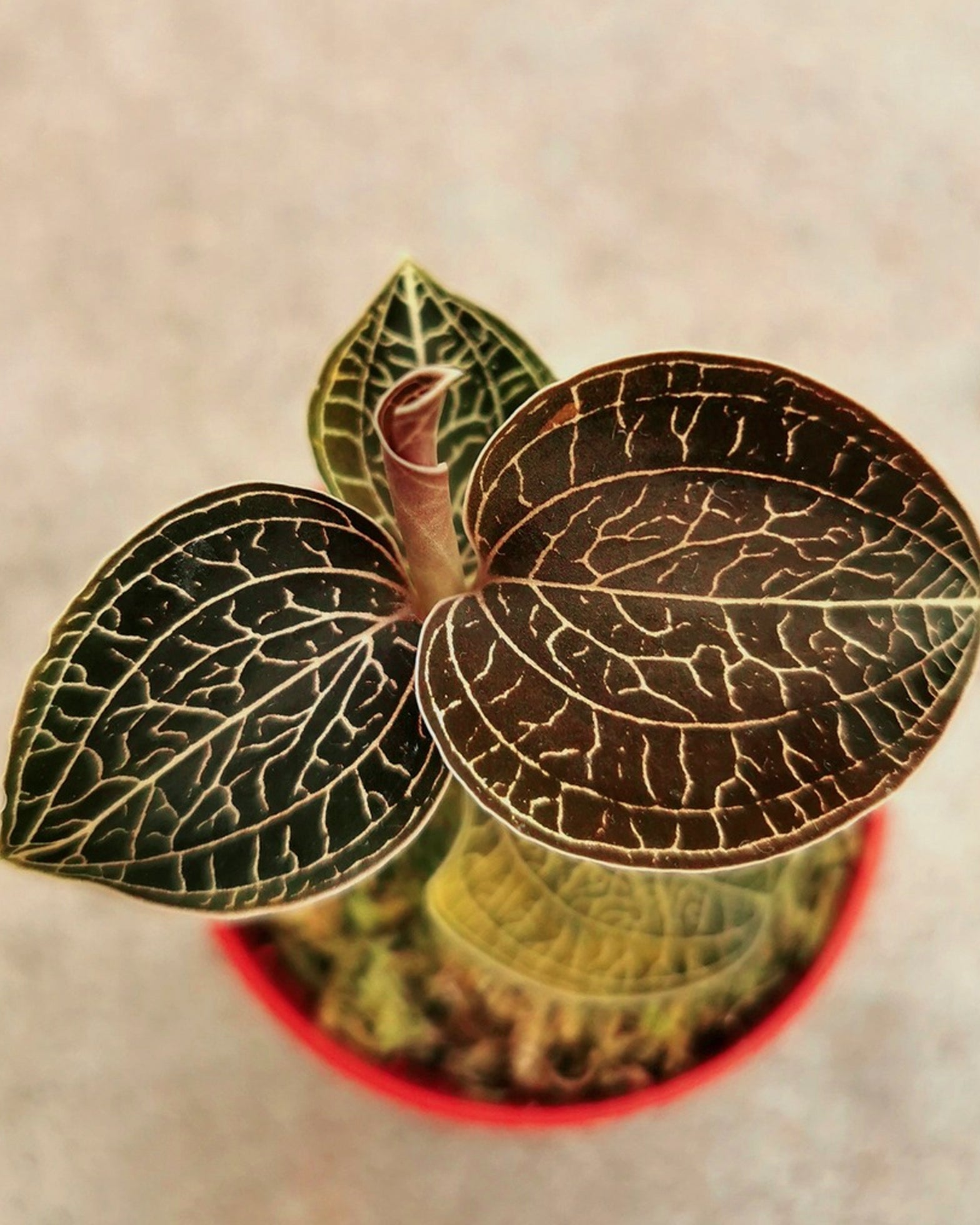Jewel Orchid - Anoectochilus Sikkimensis - Perfect Plants
