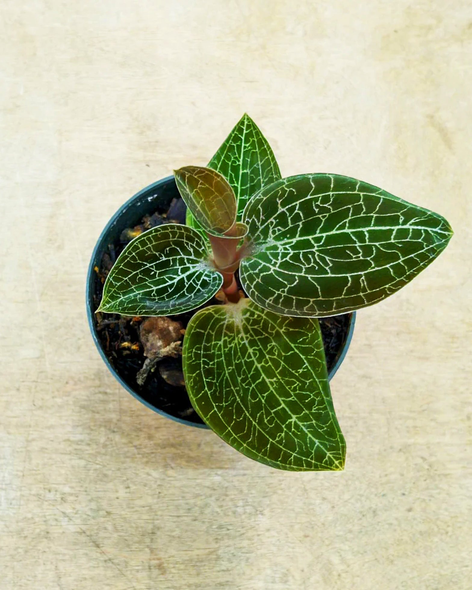 Jewel Orchid - Goodyera Hemsleyana - Perfect Plants