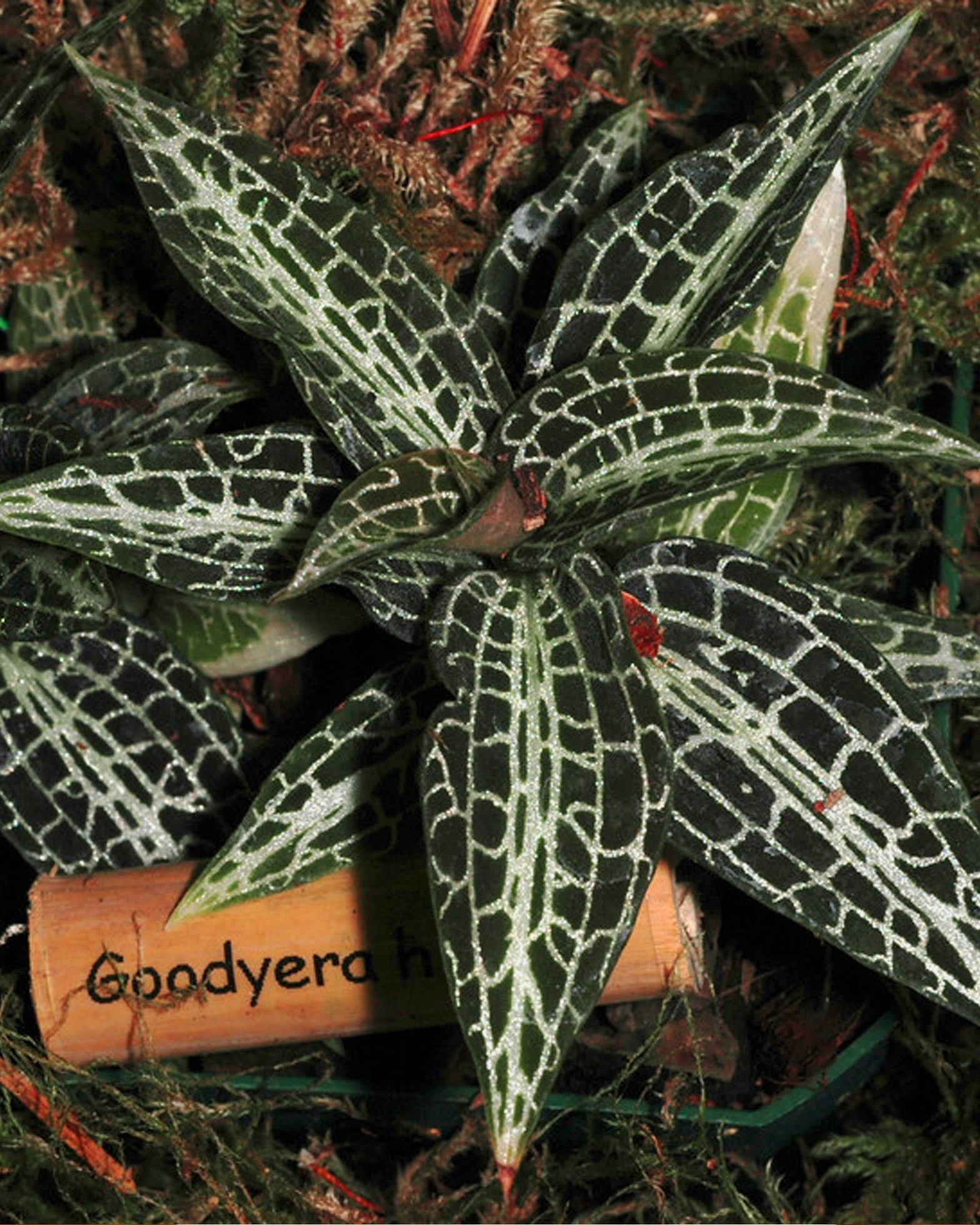 Jewel Orchid - Goodyera Hispida - Perfect Plants