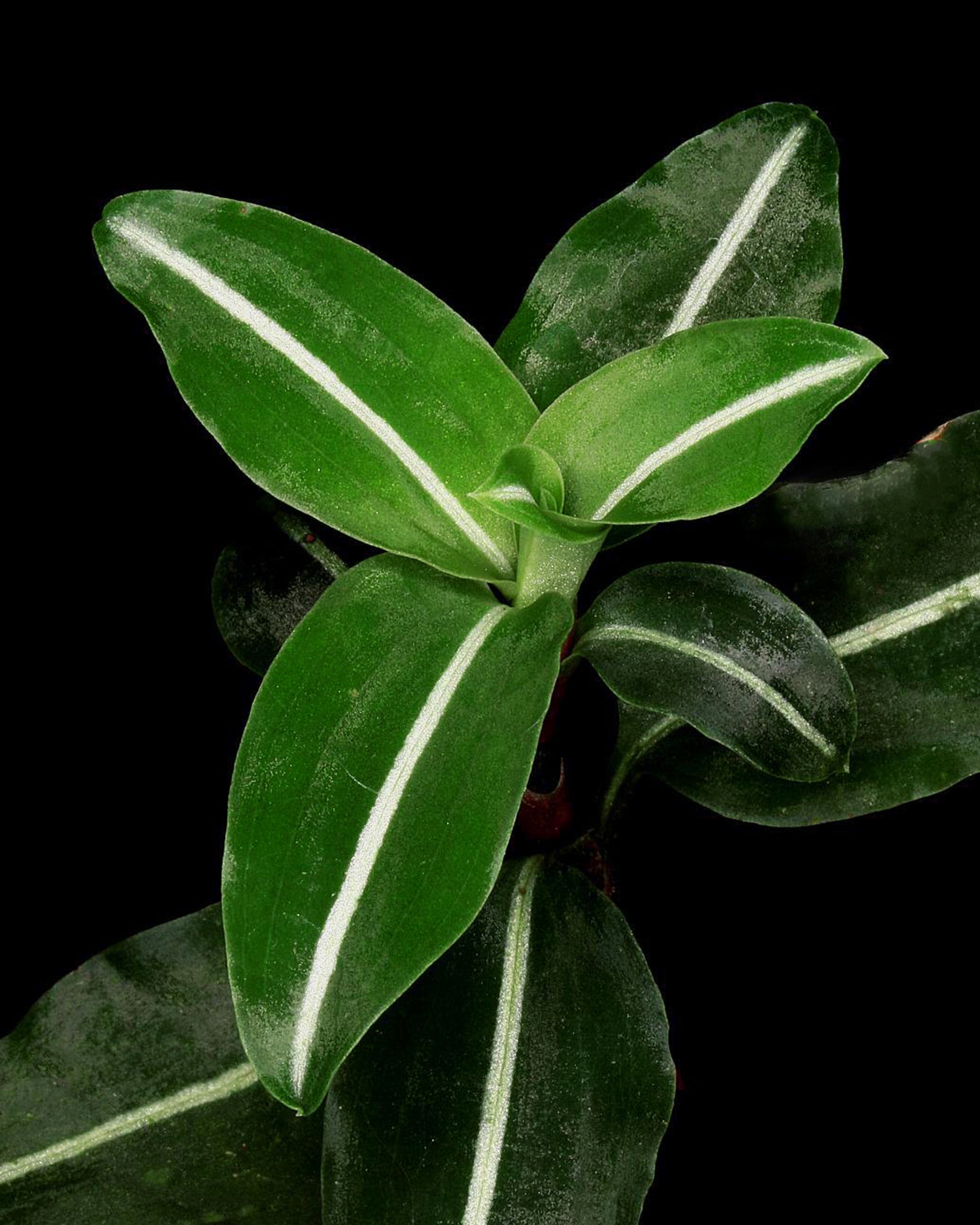 Jewel Orchid - Goodyera Vittata - Perfect Plants