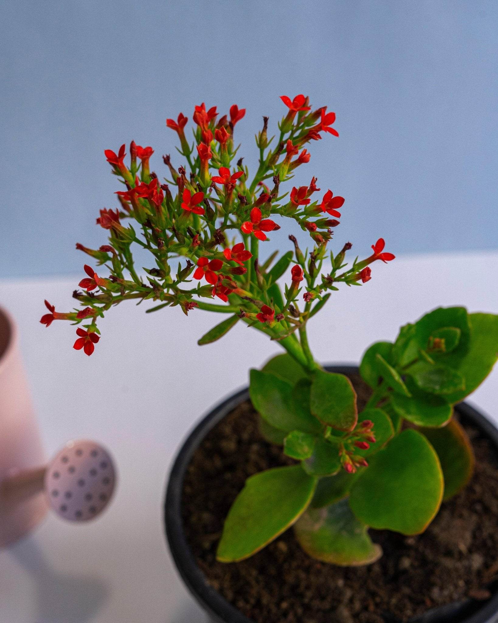 red kalanchoe succulent Kalanchoe Red: Brighten Your Home with This Low-Maintenance Indoor Plant