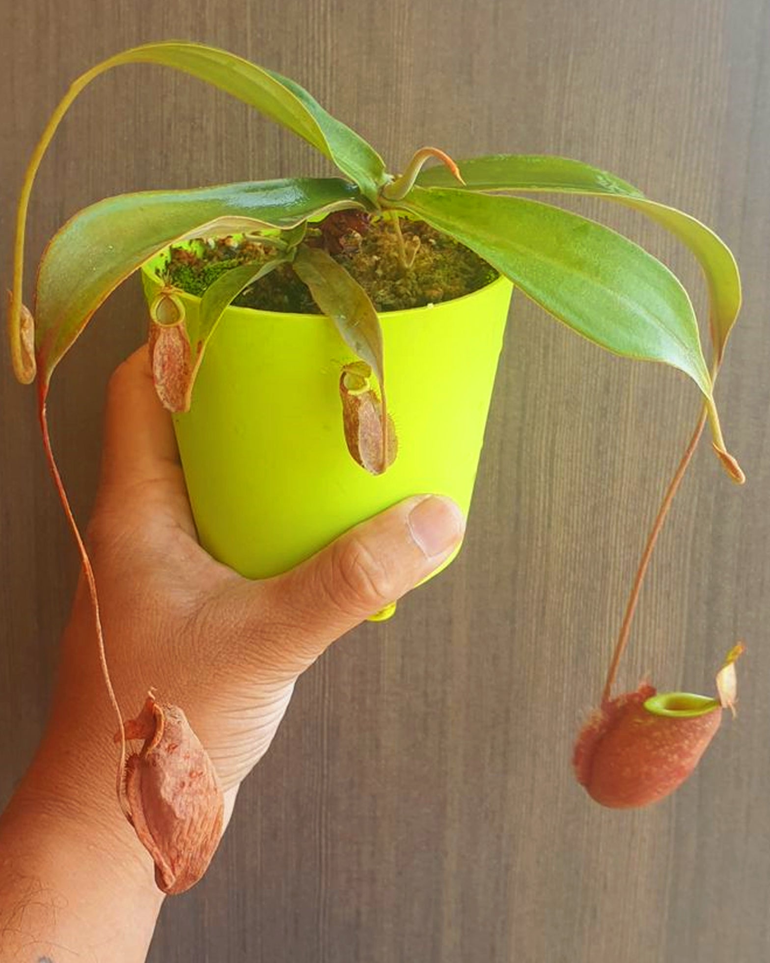 Nepenthes [(lowii x veitchii) x boschiana) X kuchingensis]- 2 Plants in single Pot - Perfect Plants