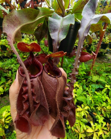 Nepenthes Mirabilis Wings x Ampullaria Black Miracle (Limited Stock) - Perfect Plants
