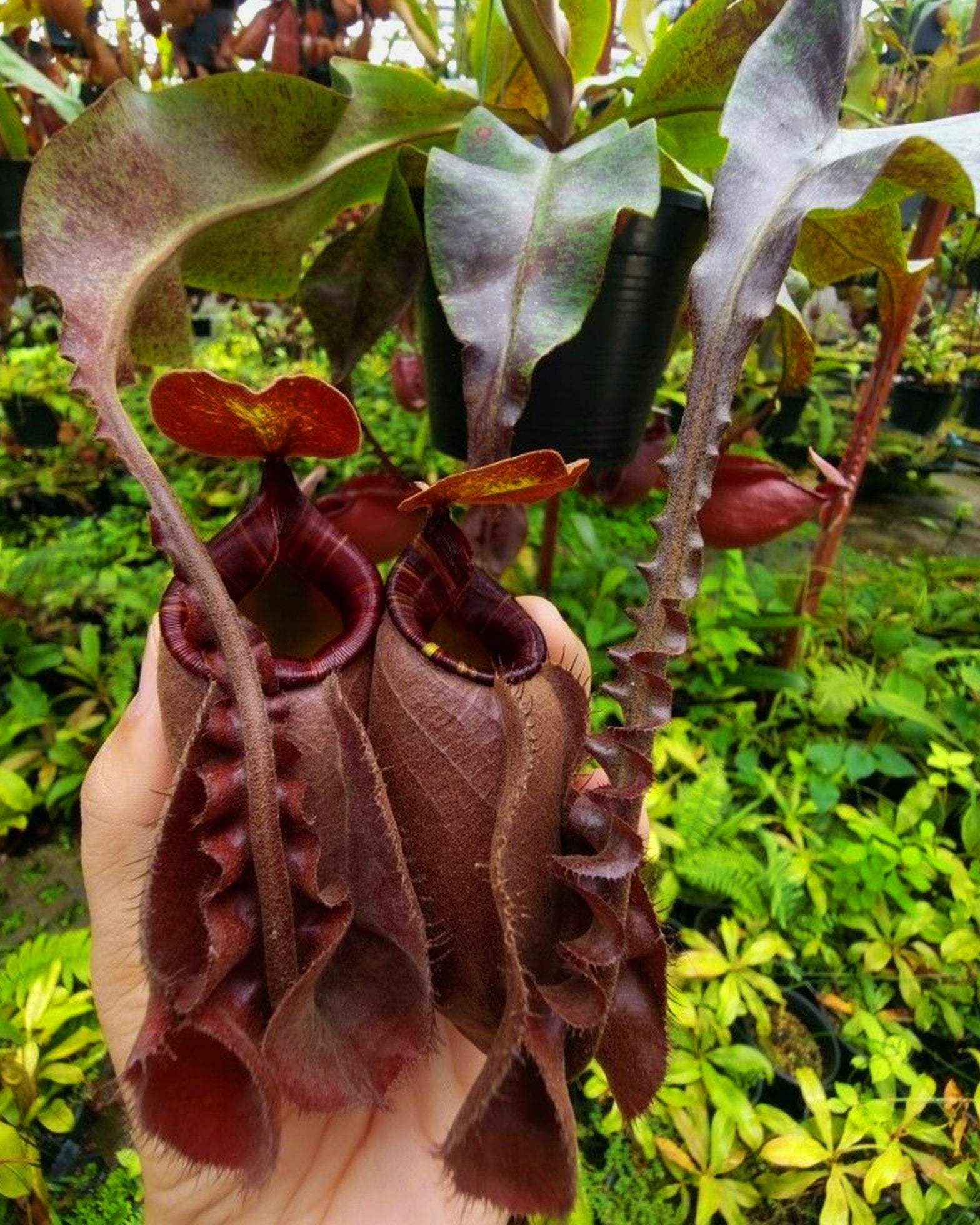 Nepenthes Mirabilis Wings x Ampullaria Black Miracle (Limited Stock) - Perfect Plants