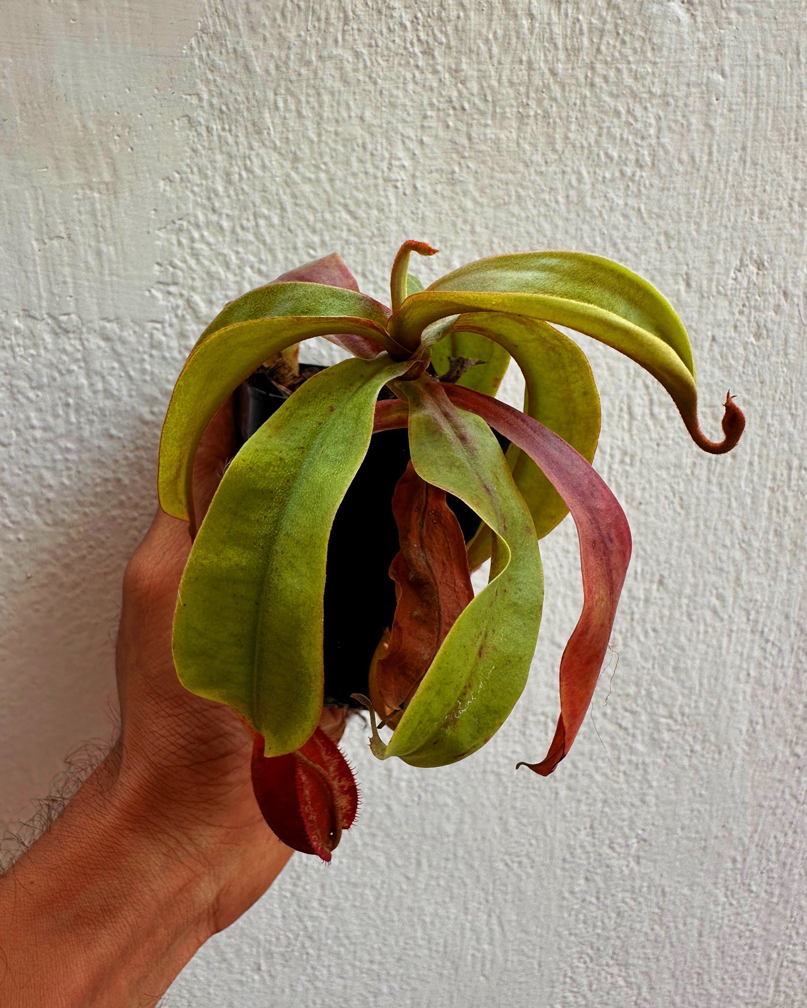 Nepenthes- Unknown hybrid with striped lips - Perfect Plants