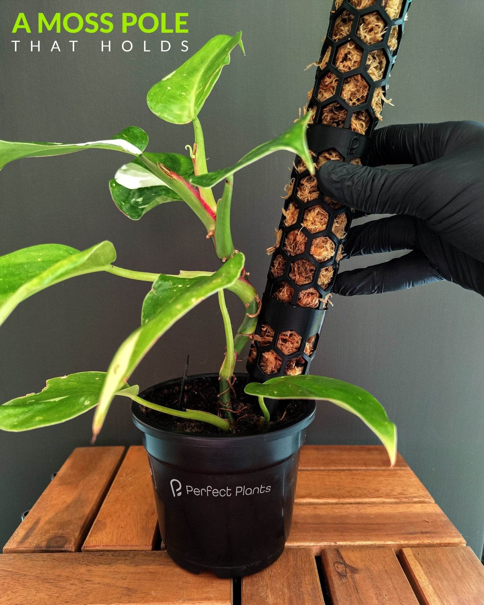 moss pole plant support Perfect Moss Pole - Premium Plant Support