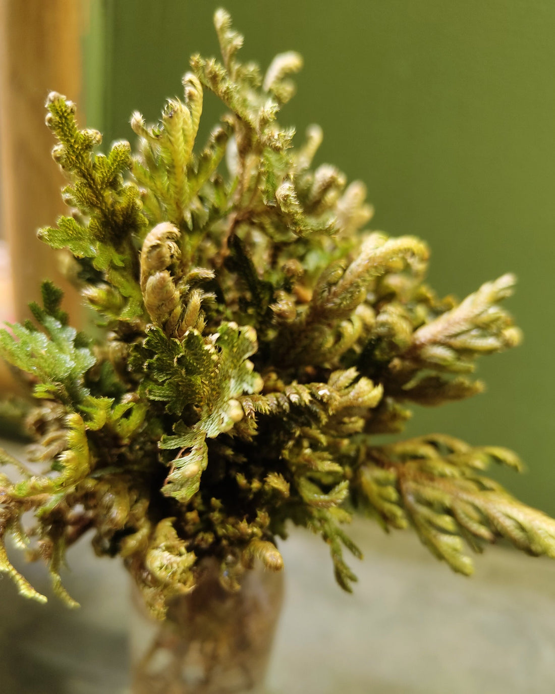 Sanjeevni Plant - Selaginella Bryopteris - Perfect Plants