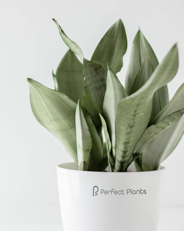 Sansevieria Trifasciata Moonshine Silver - Snake plant - Perfect Plants