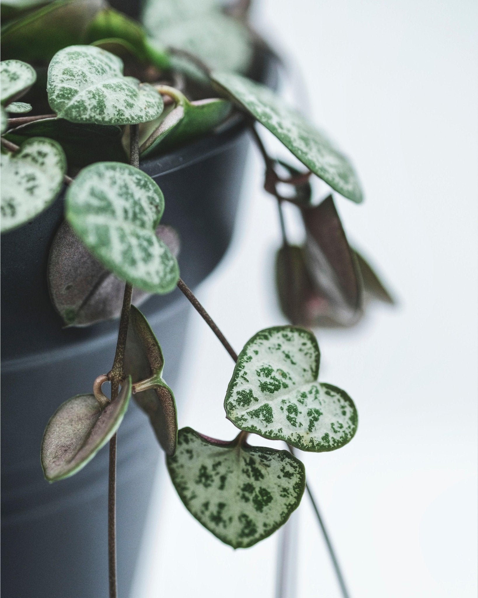 String of Hearts Green - Perfect Plants