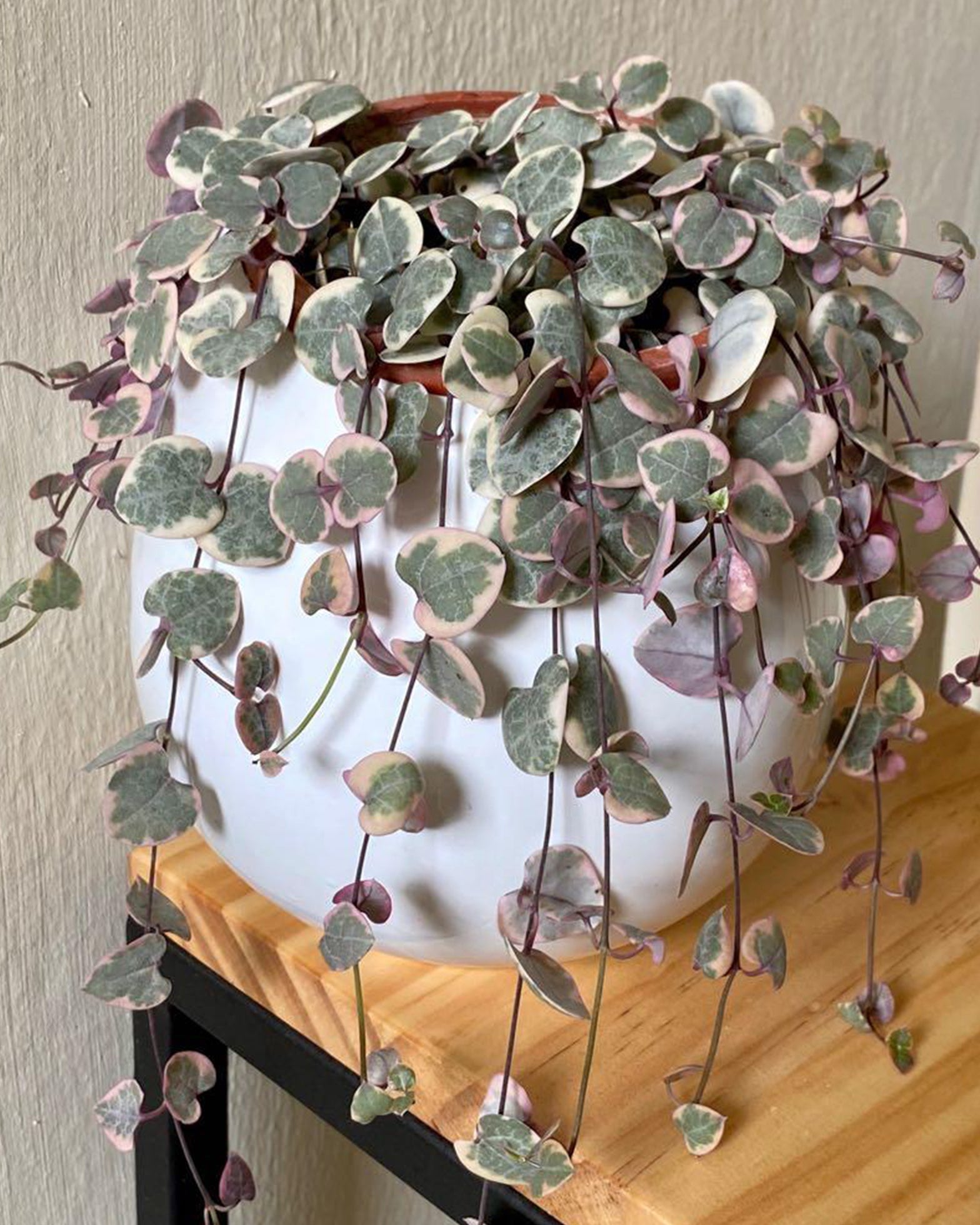 String of Hearts Variegated - Perfect Plants