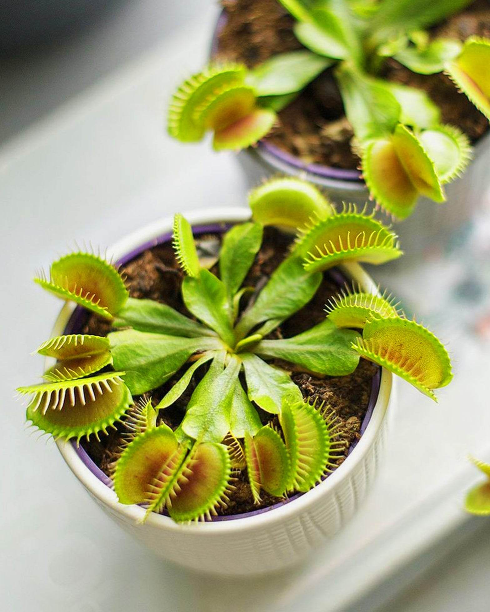 venus flytrap seeds carnivorous beauty an excellent indoor plant Venus Fly Trap B52 - Premium Carnivorous Plant