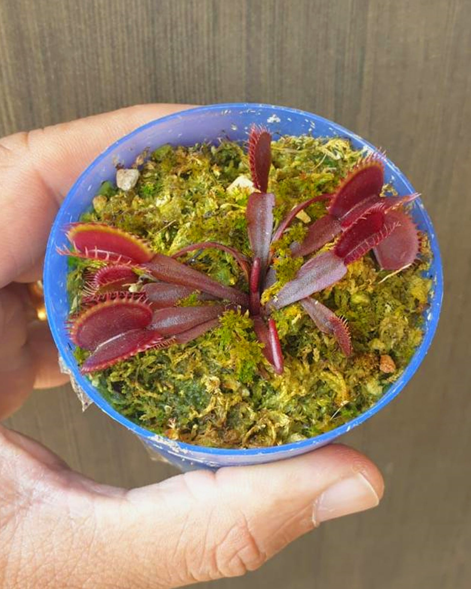 Venus Fly Trap- Dionaea Muscipula Maroon monster x Red Piranha (Rare) - Perfect Plants