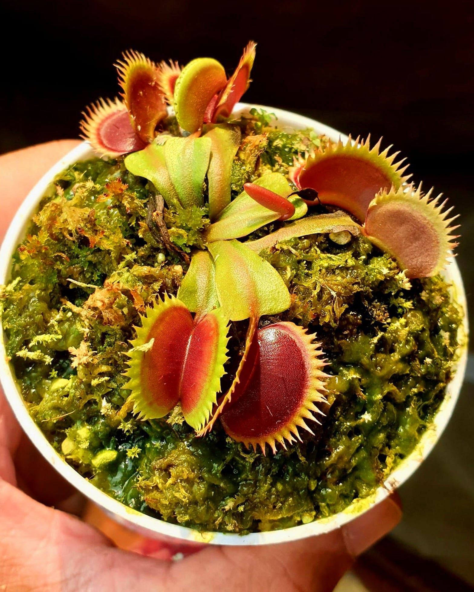 Venus Fly Trap- Dionaea Muscipula Polish Dracula (Rare) - Perfect Plants