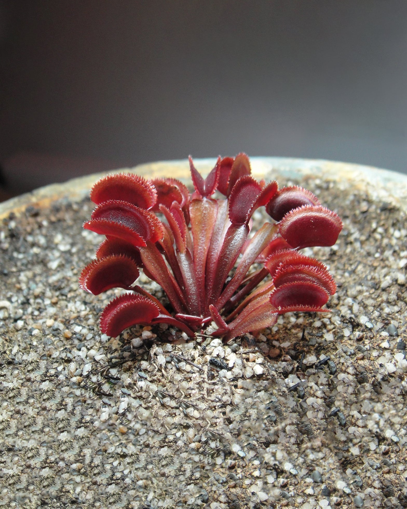 Venus Fly Trap- Red Piranha (Rare) - Perfect Plants