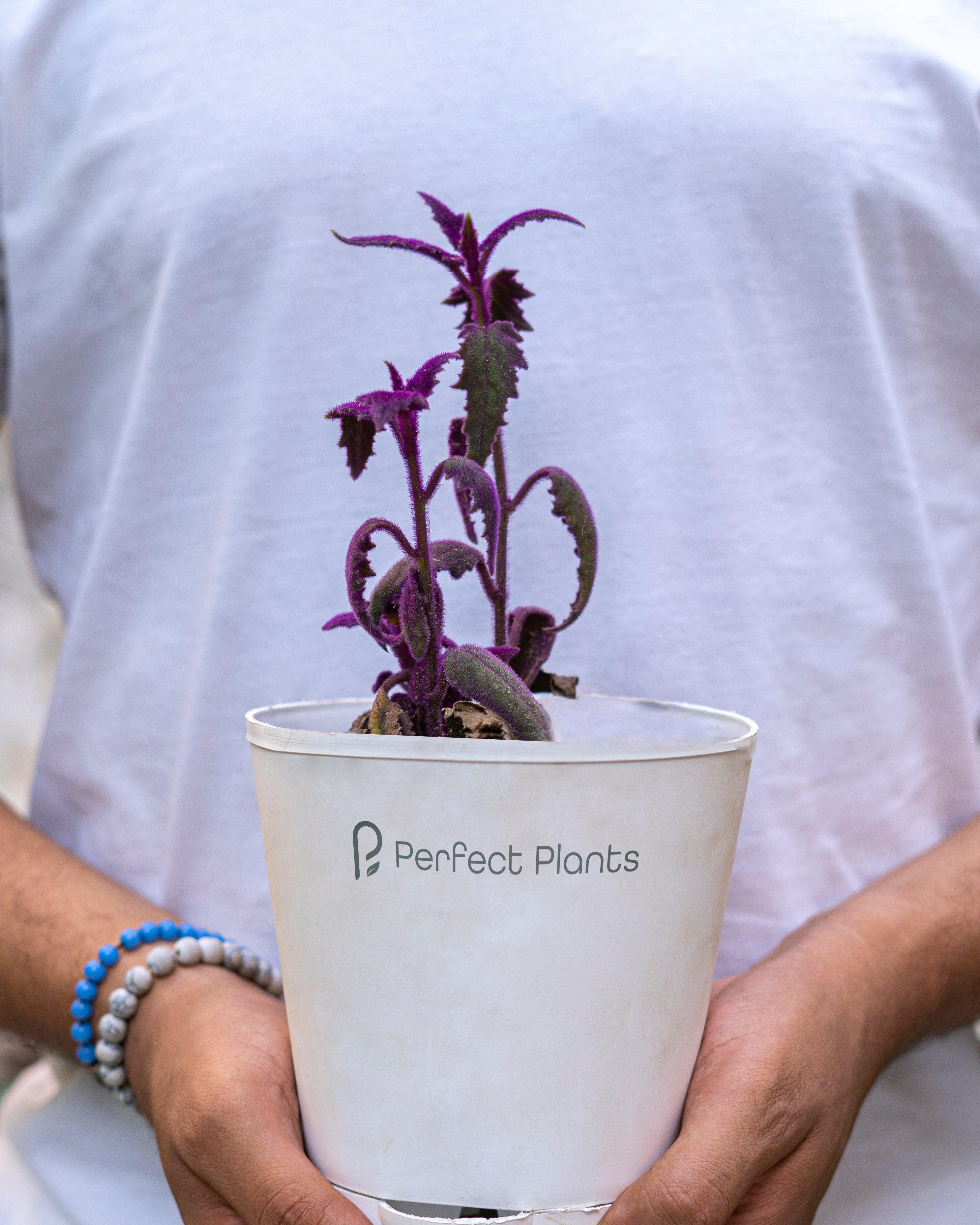 Purple Passion Plant - Velvet Plant - Perfect Plants