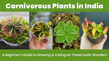 Carnivorous Plants in India: A Beginner’s Guide to Growing & Caring for These Exotic Wonders