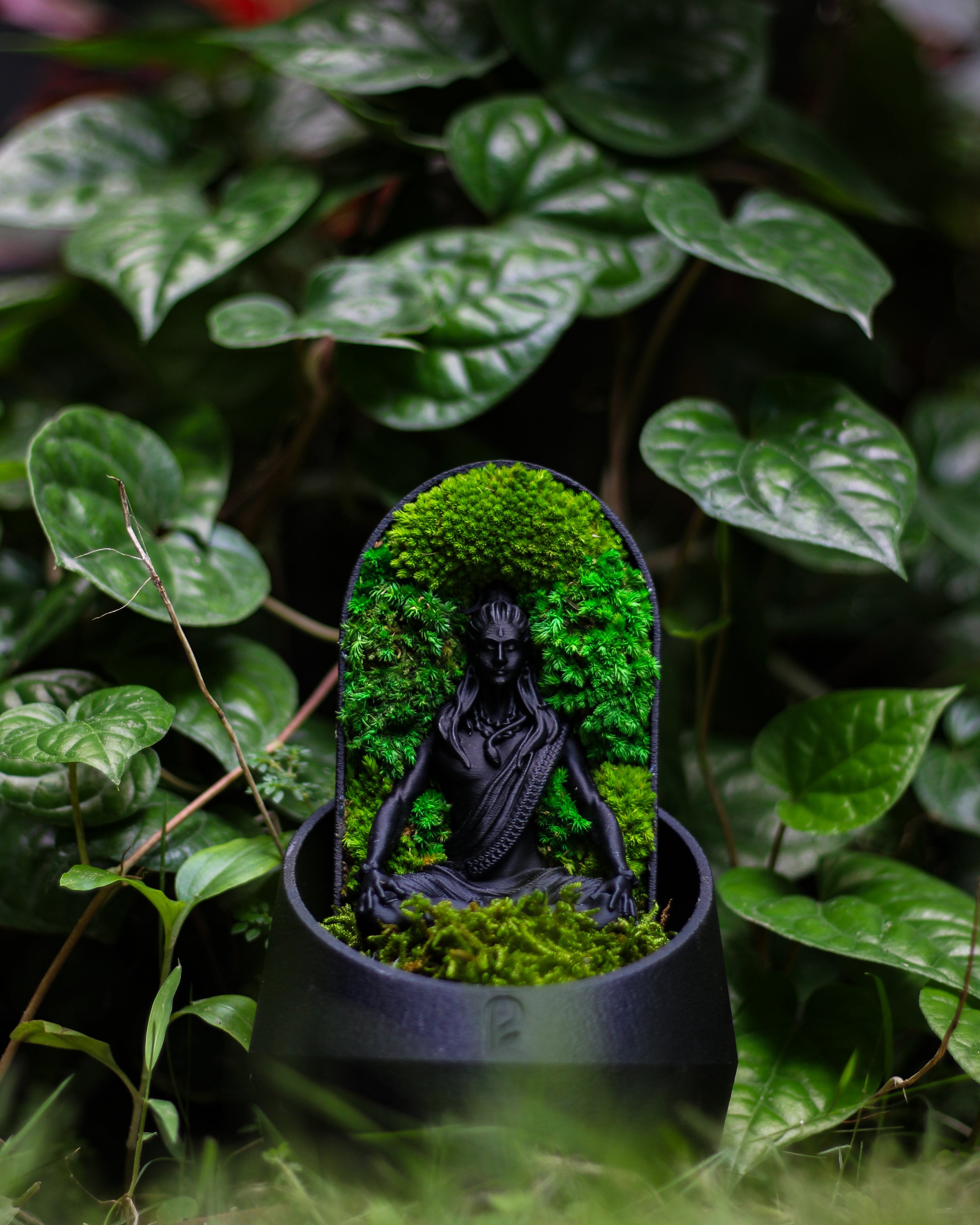 Shiva's Dome Terrarium