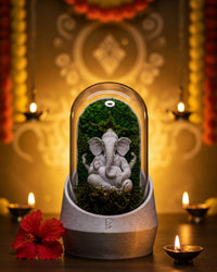 Ganesha's Dome Terrarium - Perfect Plants