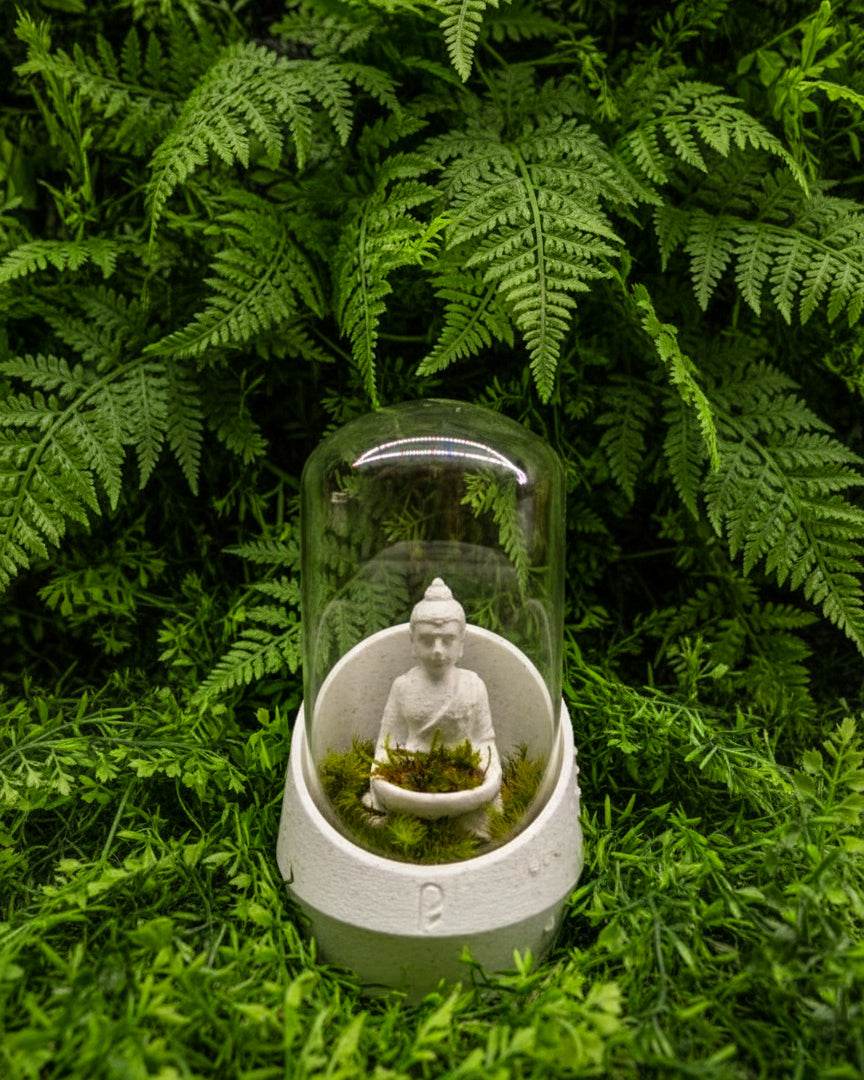 Buddha's Dome - Live terrarium - Perfect Plants