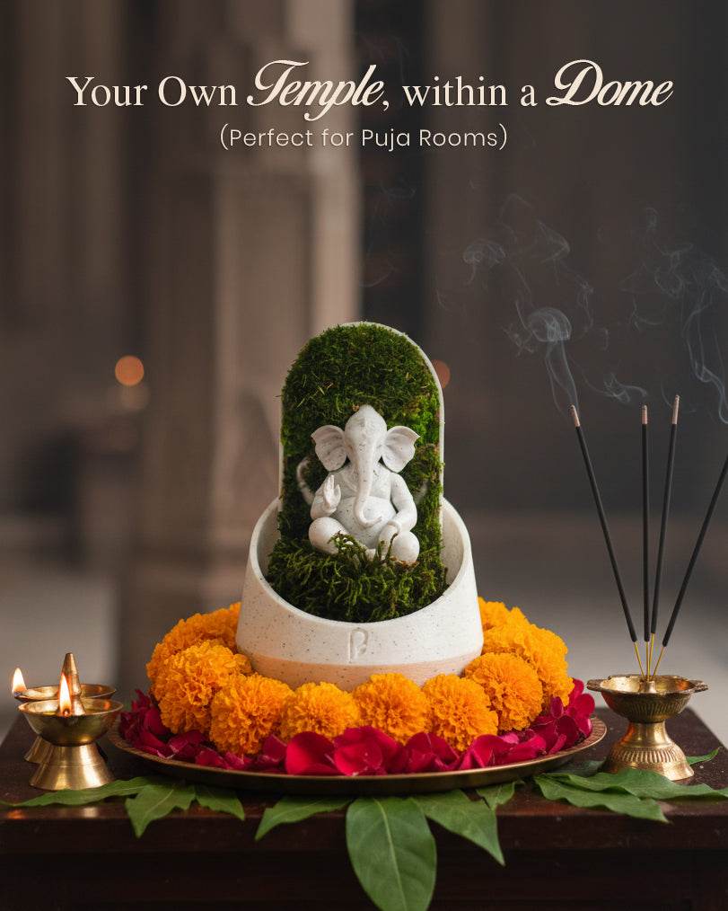 Ganesha's Dome Terrarium - Perfect Plants