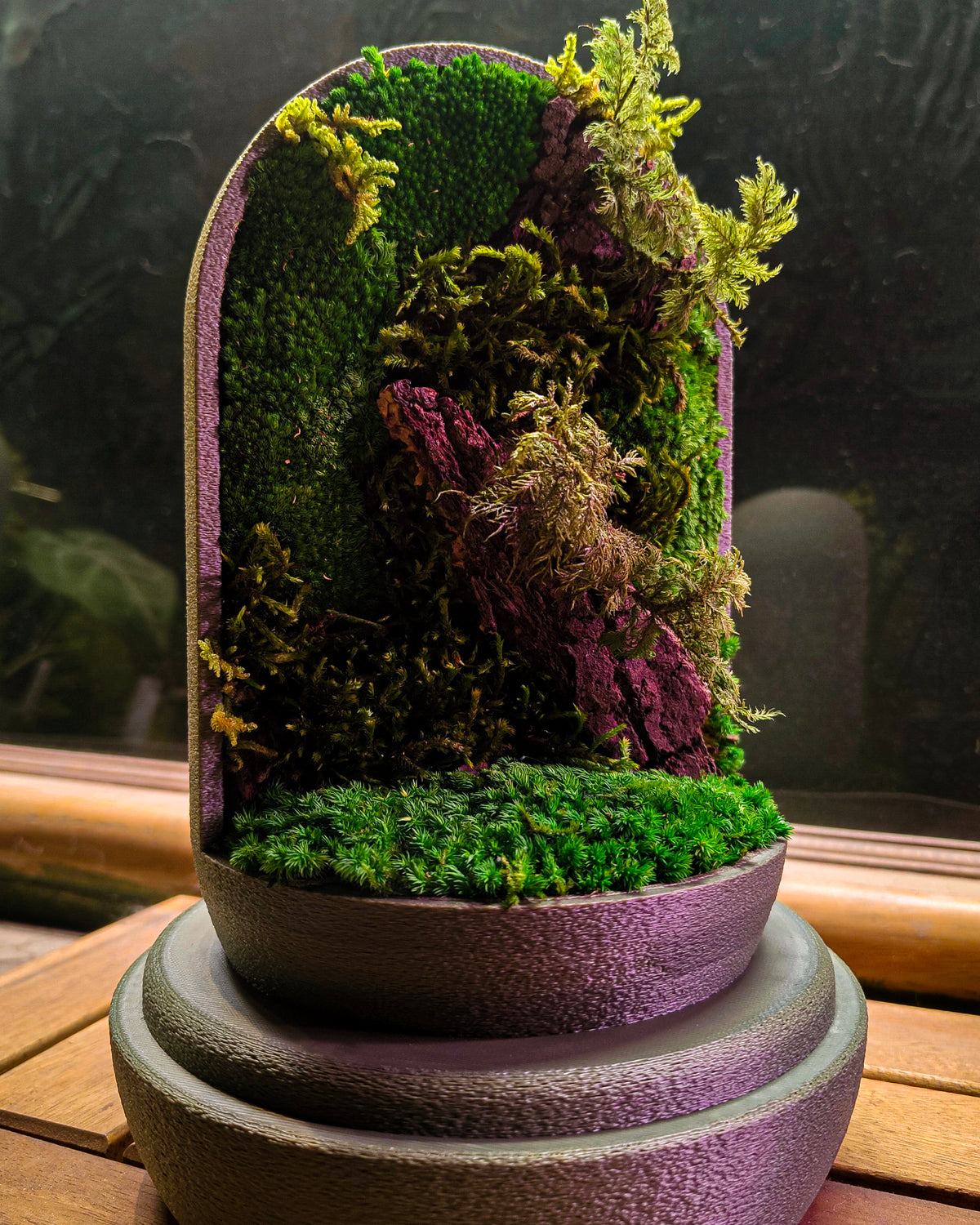 Nature's Dome XL terrarium showcasing vibrant plants in a glass enclosure