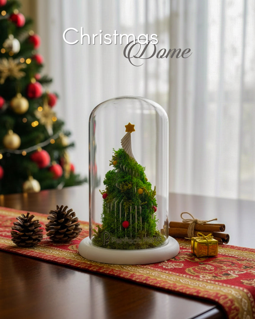 Christmas Dome - Perfect Terrarium