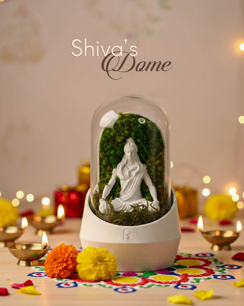 Shiva's Dome Terrarium - Perfect Plants