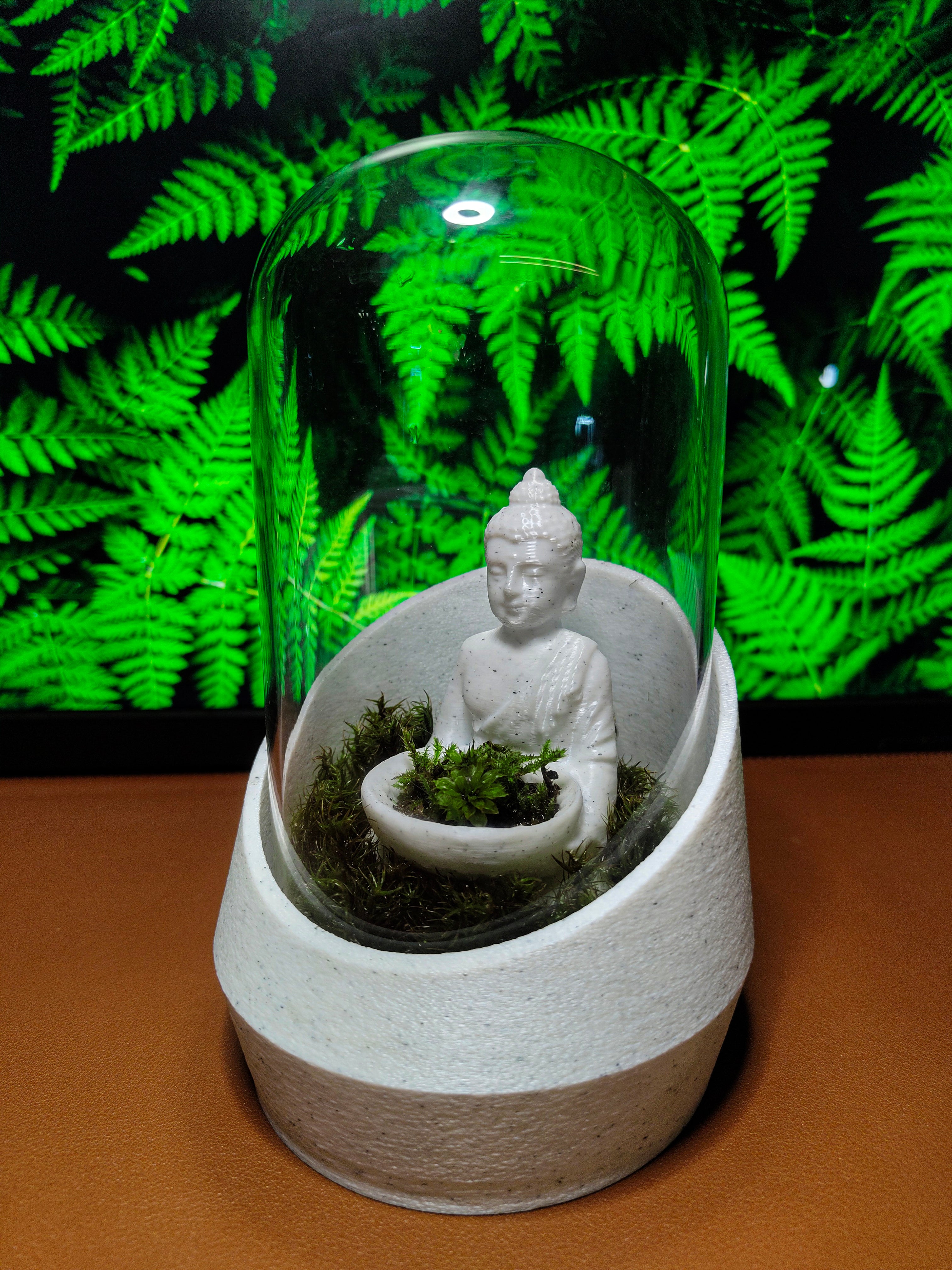 Buddha's Dome - Live terrarium