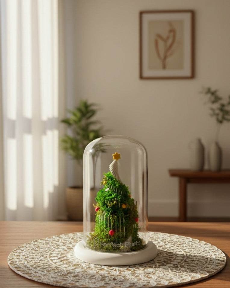 Christmas Dome - Perfect Terrarium