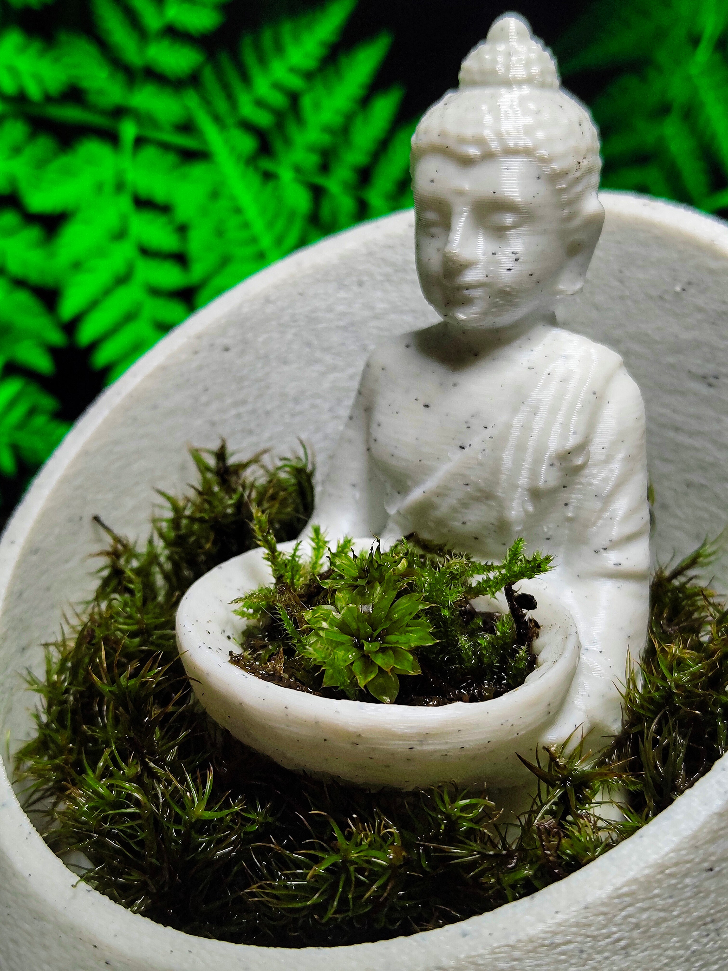 Buddha's Dome - Live terrarium