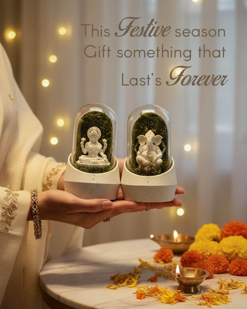 Perfect Plants spiritual preserved moss dome for Diwali gifting